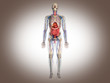 3D Rendering Intestinal internal organ
