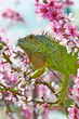 Iguana at walk on the flowering peach tree