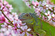 Iguana for a walk, eat a peach flowers