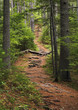 waldspaziergang