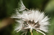Photo: Close-up of dandelion seed Close-up of dandelion seed