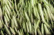 Organic green wheat close up
