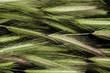 Organic green wheat close up