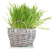 Green grass in basket isolated on white