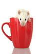 Photo: funny little rat in cup, isolated on white funny little rat in cup, isolated on white