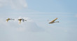 Swans flying in the sky in spring