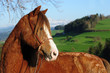 welsh pony