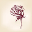 hand drawn roses