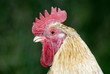 Home (domestic) cock
