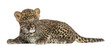 Spotted Leopard cub lying down - Panthera pardus, 7 weeks old