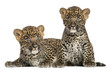 Photo: Two Spotted Leopard cubs lying down and sitting - Panthera pardu Two Spotted Leopard cubs lying down and sitting - Panthera pardu