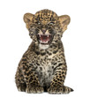 Photo: Spotted Leopard cub sitting and roaring- Panthera pardus, 7 week Spotted Leopard cub sitting and roaring- Panthera pardus, 7 week