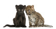 Two Black and Spotted Leopard cubs, 3 and 7 weeks old