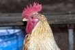Home (domestic) cock