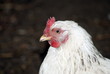 hen
