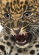 Foto: Angry Spotted Leopard cub - Panthera pardus, 7 weeks old Angry Spotted Leopard cub - Panthera pardus, 7 weeks old