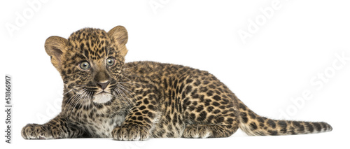 Photo: Spotted Leopard cub lying down - Panthera pardus, 7 weeks old Spotted Leopard cub lying down - Panthera pardus, 7 weeks old