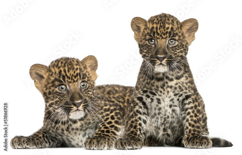 Photo: Two Spotted Leopard cubs lying down and sitting - Panthera pardu Two Spotted Leopard cubs lying down and sitting - Panthera pardu