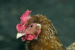 hen
