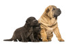 Photo: Shar pei puppy and two Leopard cubs sitting and looking away Shar pei puppy and two Leopard cubs sitting and looking away