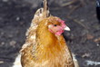 hen