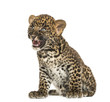 Photo: Spotted Leopard cub sitting - Panthera pardus, 7 weeks old Spotted Leopard cub sitting - Panthera pardus, 7 weeks old