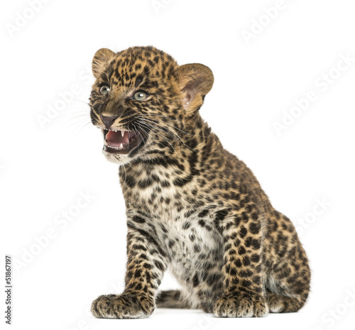 Photo: Spotted Leopard cub sitting - Panthera pardus, 7 weeks old Spotted Leopard cub sitting - Panthera pardus, 7 weeks old