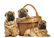 Photo: Three Sharpei puppies, sitting, lying and put in a wicker basket Three Sharpei puppies, sitting, lying and put in a wicker basket