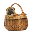 Photo: Sharpei puppy in a wicker basket, 11 weeks old, isolated on whit Sharpei puppy in a wicker basket, 11 weeks old, isolated on whit