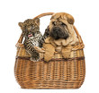 Sharpei puppy and spotted Leopard cub in a wicker basket