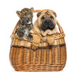 Photo: Sharpei puppy and spotted Leopard cub in a wicker basket Sharpei puppy and spotted Leopard cub in a wicker basket