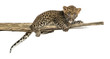 Foto: Spotted Leopard cub lying on a branch, 7 weeks old Spotted Leopard cub lying on a branch, 7 weeks old