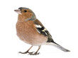Male Common Chaffinch - Fringilla coelebs, isolated on white