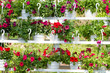 flowers of petunia