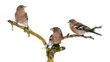 Foto: Three Common Chaffinch on a branch, Fringilla coelebs Three Common Chaffinch on a branch, Fringilla coelebs