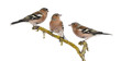Foto: Three Common Chaffinch on a branch, Fringilla coelebs Three Common Chaffinch on a branch, Fringilla coelebs