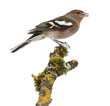 Photo: Male Common Chaffinch on a branch- Fringilla coelebs Male Common Chaffinch on a branch- Fringilla coelebs
