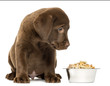 Photo: Labrador Retriever Puppy sitting with his full dog bowl Labrador Retriever Puppy sitting with his full dog bowl