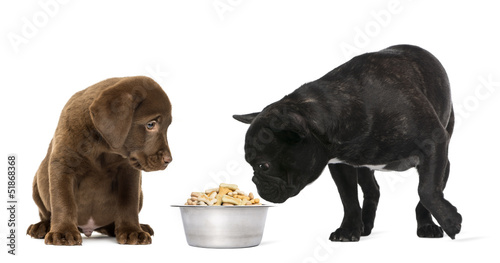 Photo: Labrador Retriever Puppy, French Bulldog looking at a dog bowl Labrador Retriever Puppy, French Bulldog looking at a dog bowl