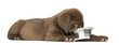Side view of Labrador Retriever puppy lying down with dog bowl