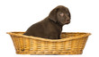 Photo: Labrador Retriever Puppy sitting in a wicker basket Labrador Retriever Puppy sitting in a wicker basket