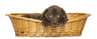 Labrador Retriever Puppy lying in a wicker basket, 2 months old