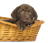 Close-up of a Labrador Retriever Puppy lying in wicker basket