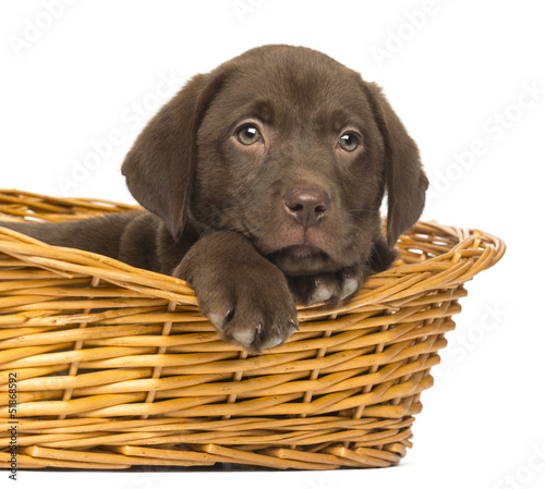 Photo: Close-up of a Labrador Retriever Puppy lying in wicker basket Close-up of a Labrador Retriever Puppy lying in wicker basket