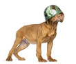 Foto: Dogue de Bordeaux Puppy wearing a camouflage army helmet Dogue de Bordeaux Puppy wearing a camouflage army helmet