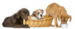 Group of dogs, eating, in wicker basket