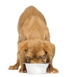 Dogue de Bordeaux Puppy facing and eating from a dog bowl