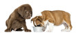 Labrador retriever puppy looking at an English Bulldog eating