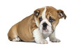 Photo: English Bulldog Puppy sitting, 2 months old, isolated on white English Bulldog Puppy sitting, 2 months old, isolated on white