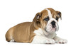 Photo: English Bulldog Puppy lying, 2 months old, isolated on white English Bulldog Puppy lying, 2 months old, isolated on white